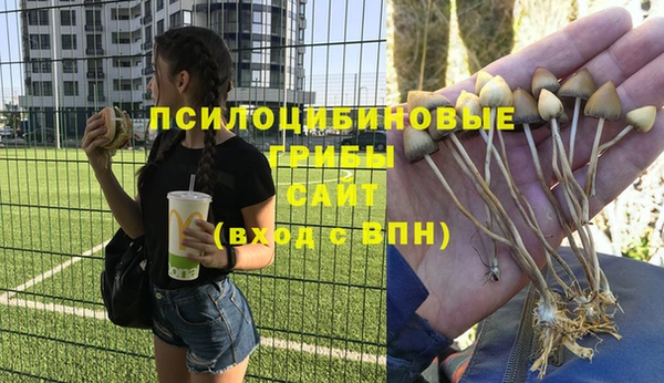 стафф Богданович